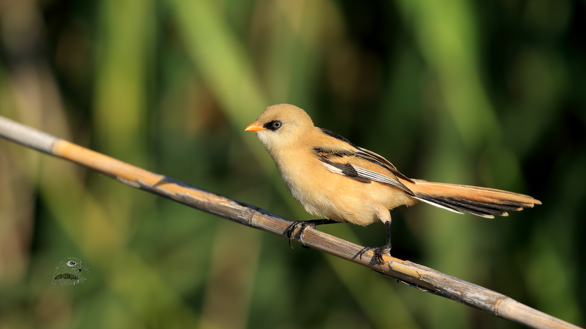 Bıyıklı baştankara