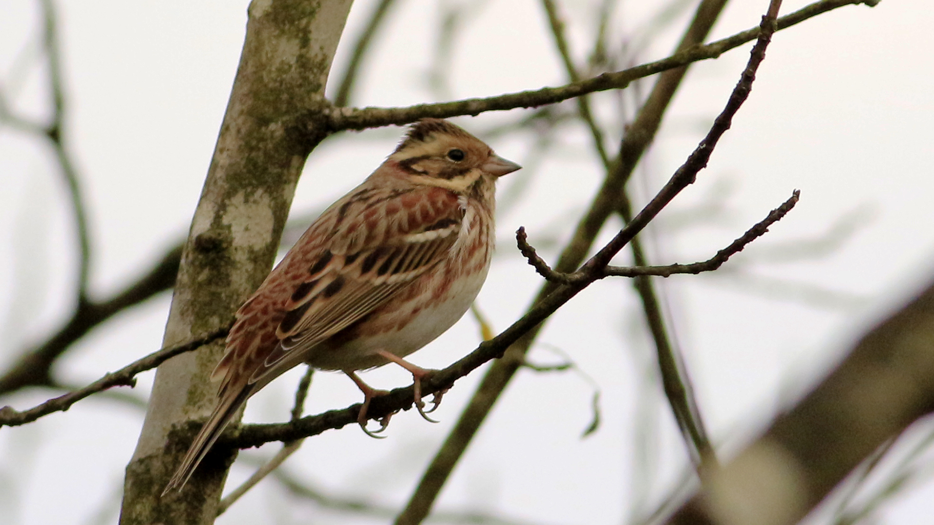 Akkaşlı kirazkuşu
