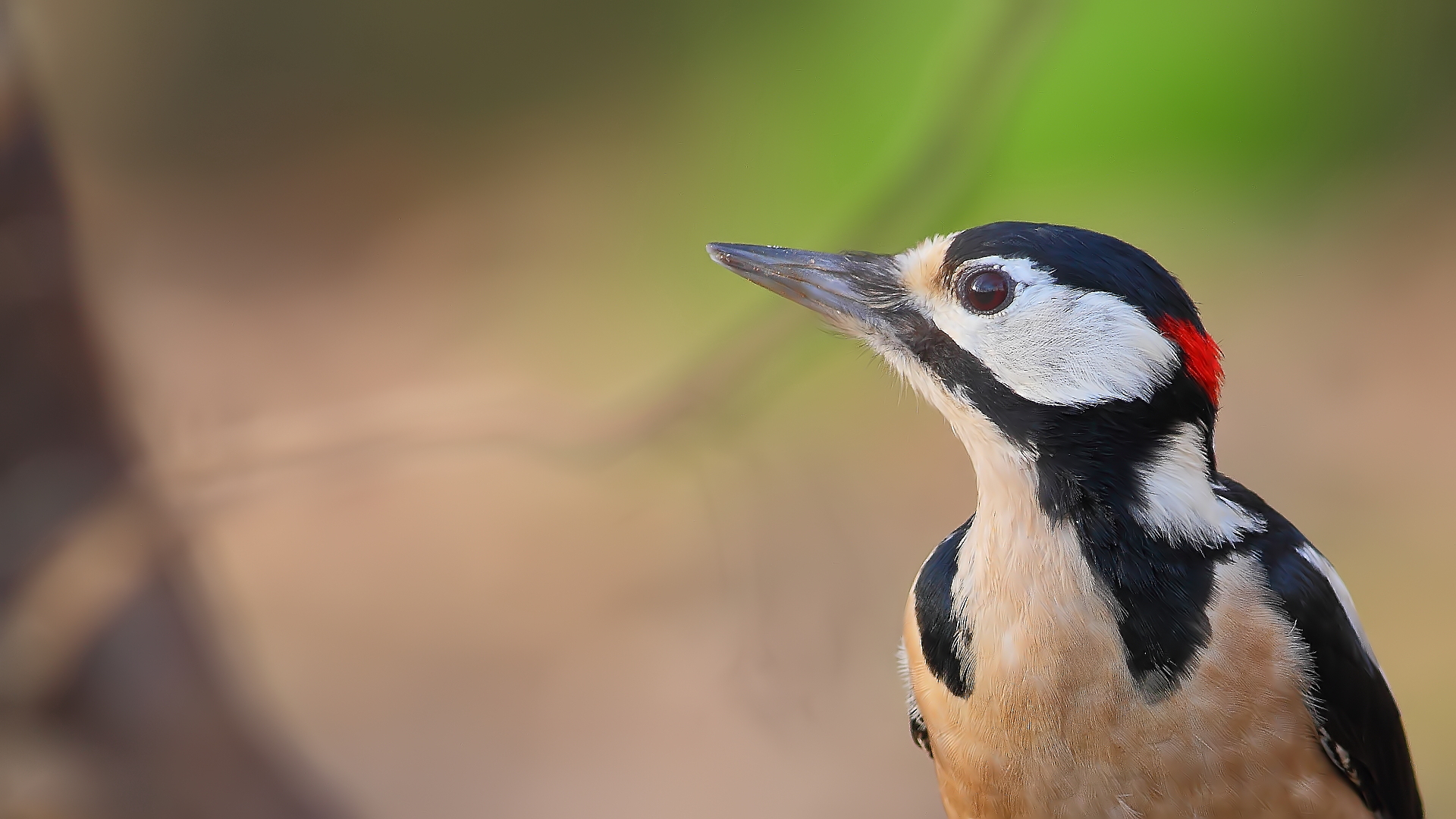 Orman alaca ağaçkakanı