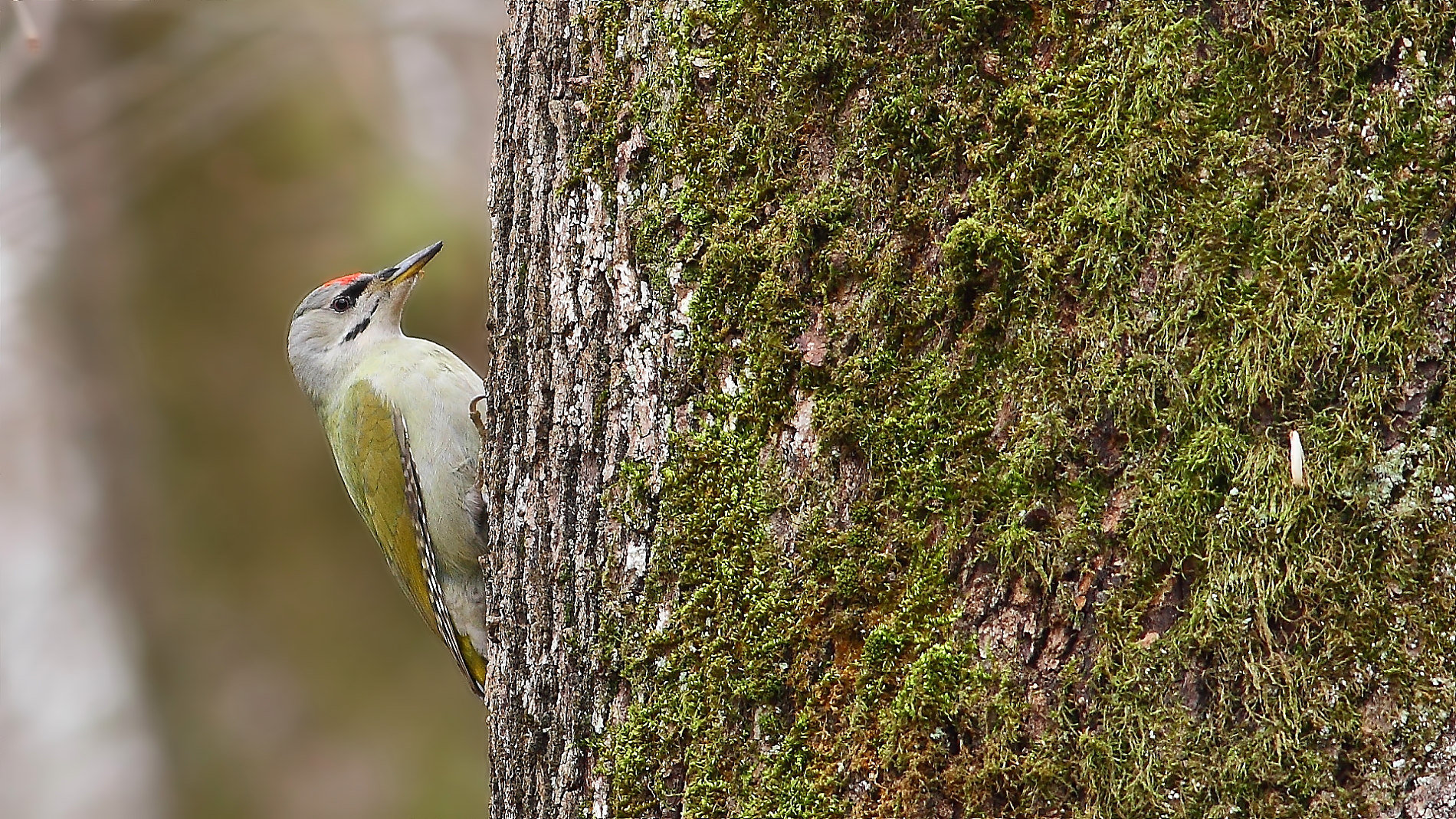 Küçük yeşil ağaçkakan