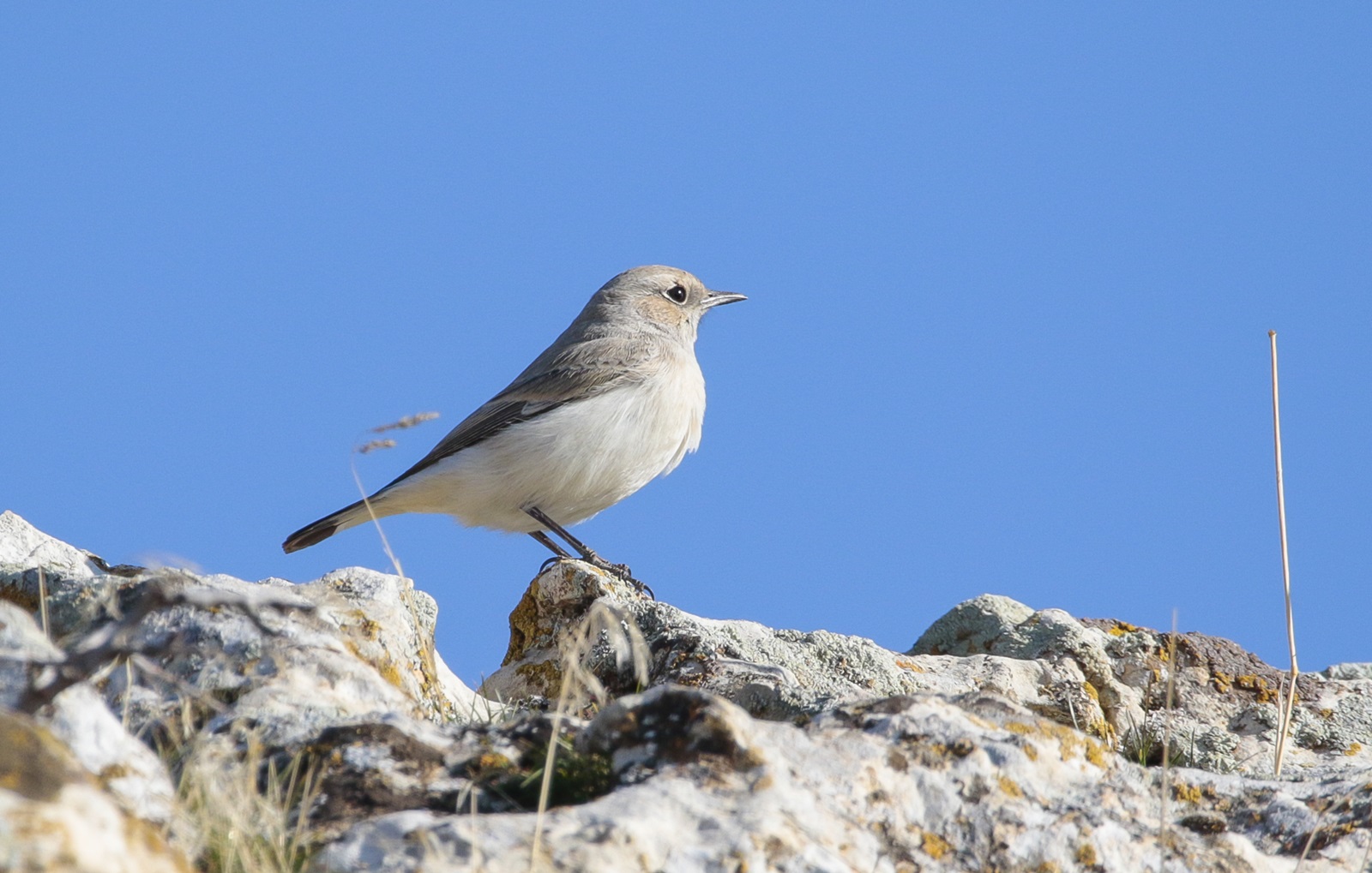 Aksırtlı kuyrukkakan