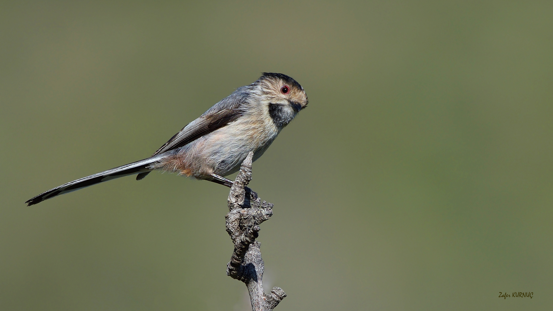 Uzunkuyruklu baştankara