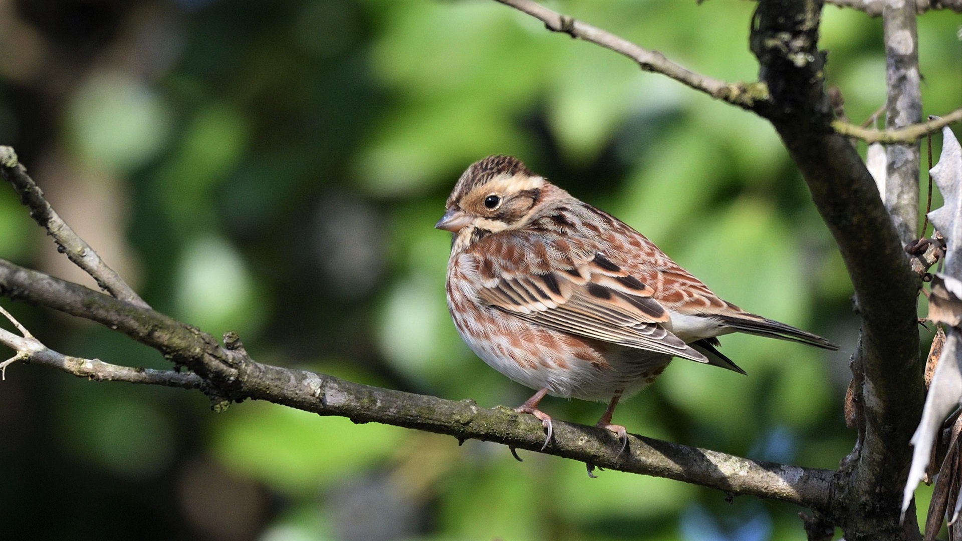 Akkaşlı kirazkuşu » Rustic Bunting » Emberiza rustica