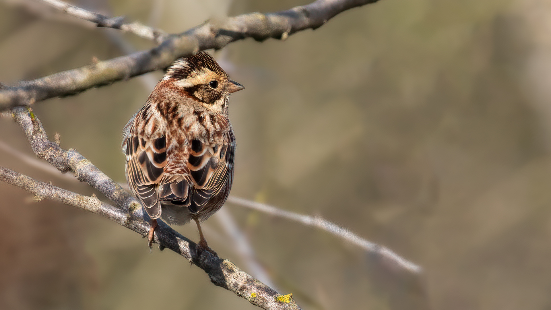 Akkaşlı kirazkuşu