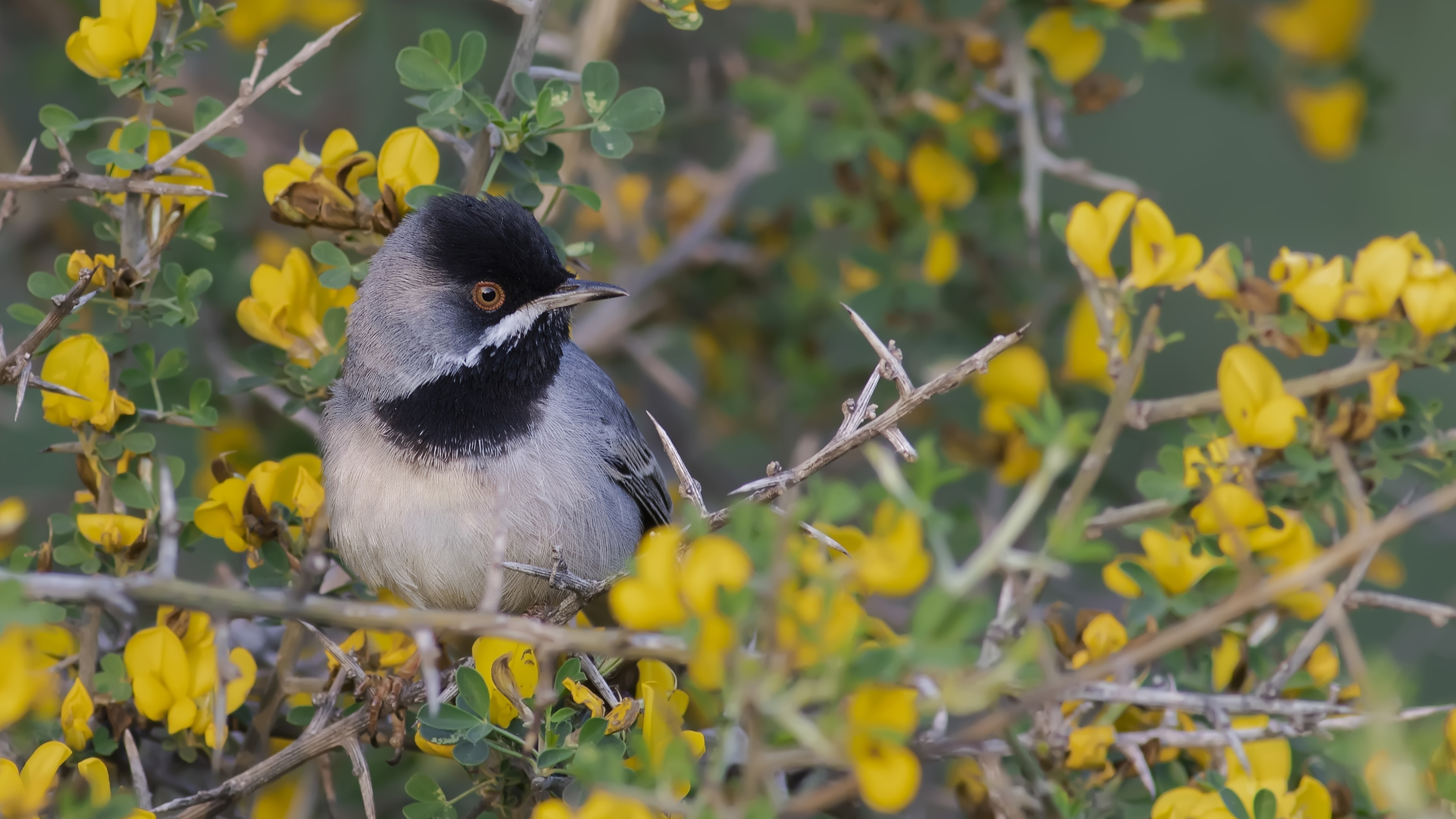 Karaboğazlı ötleğen