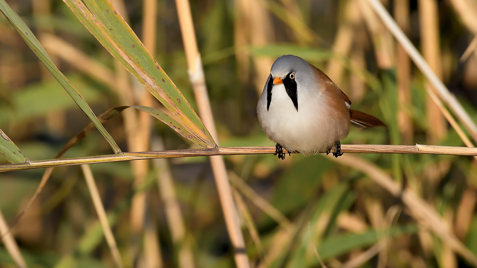Bıyıklı baştankara