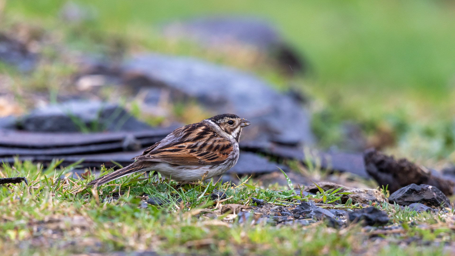 Bataklık Kirazkuşu
