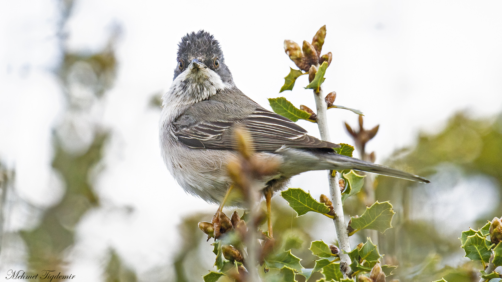 Karaboğazlı ötleğen