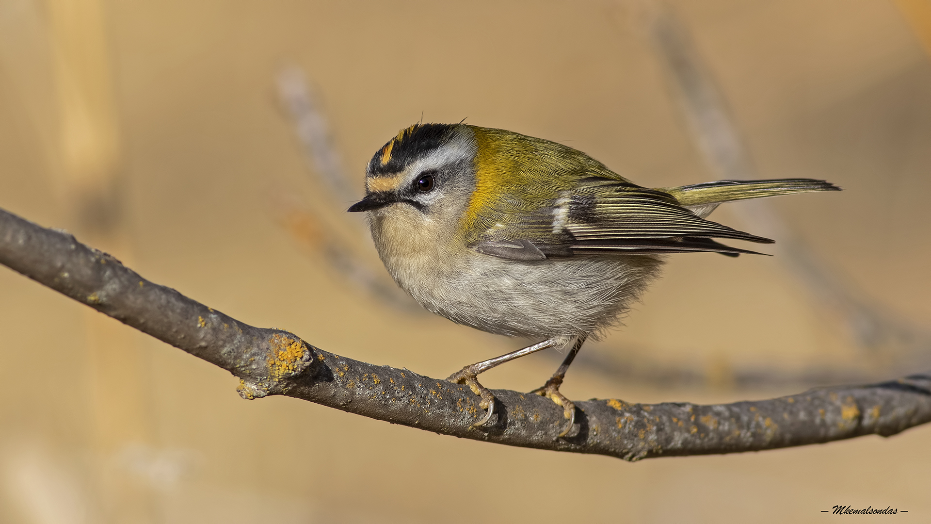 Sürmeli çalıkuşu