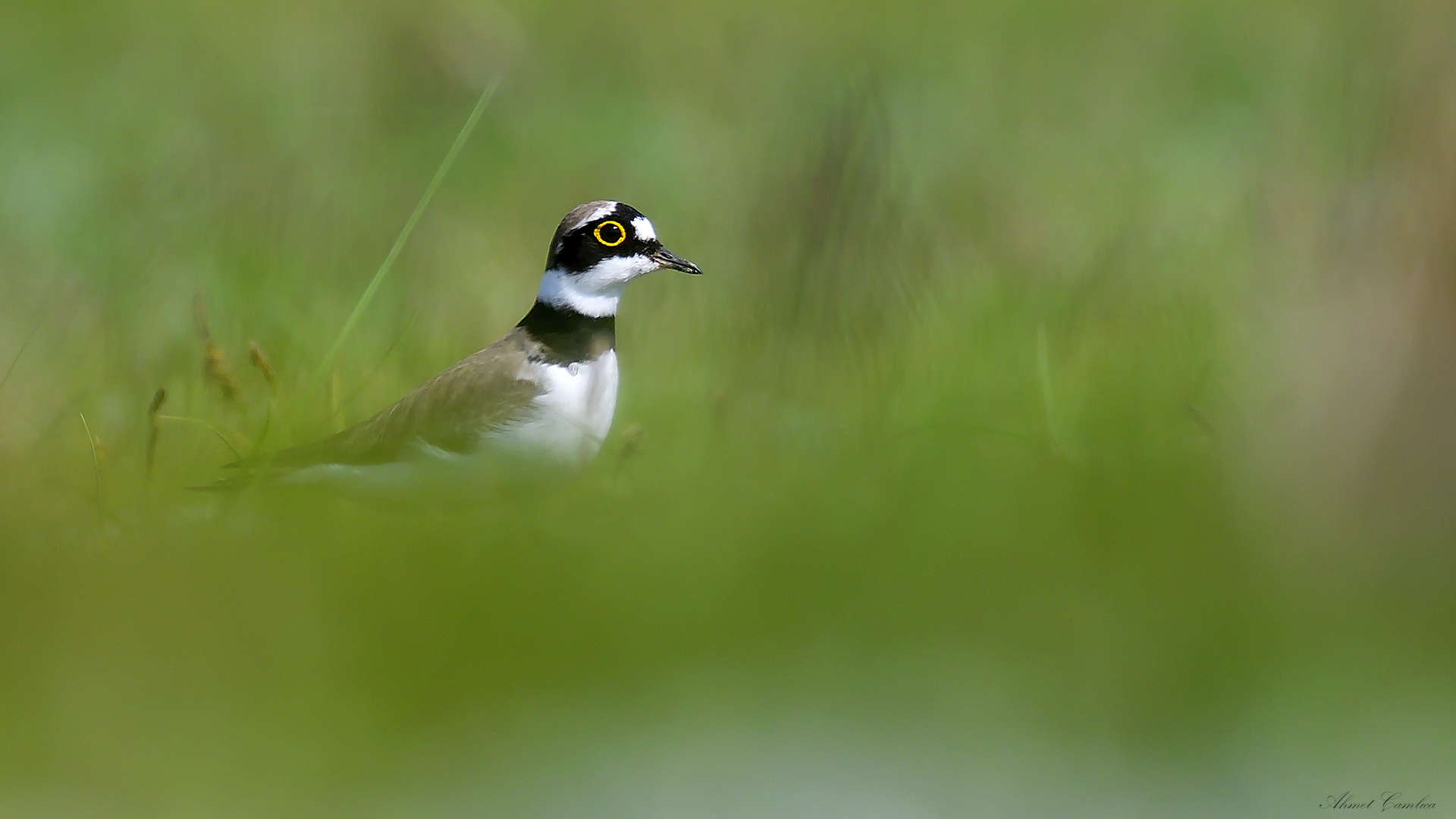 Halkalı küçük cılıbıt