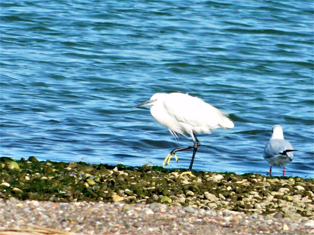 Küçük ak balıkçıl
