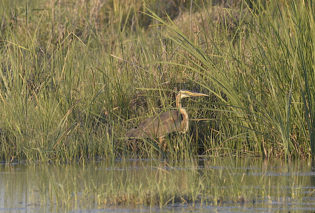Erguvani balıkçıl