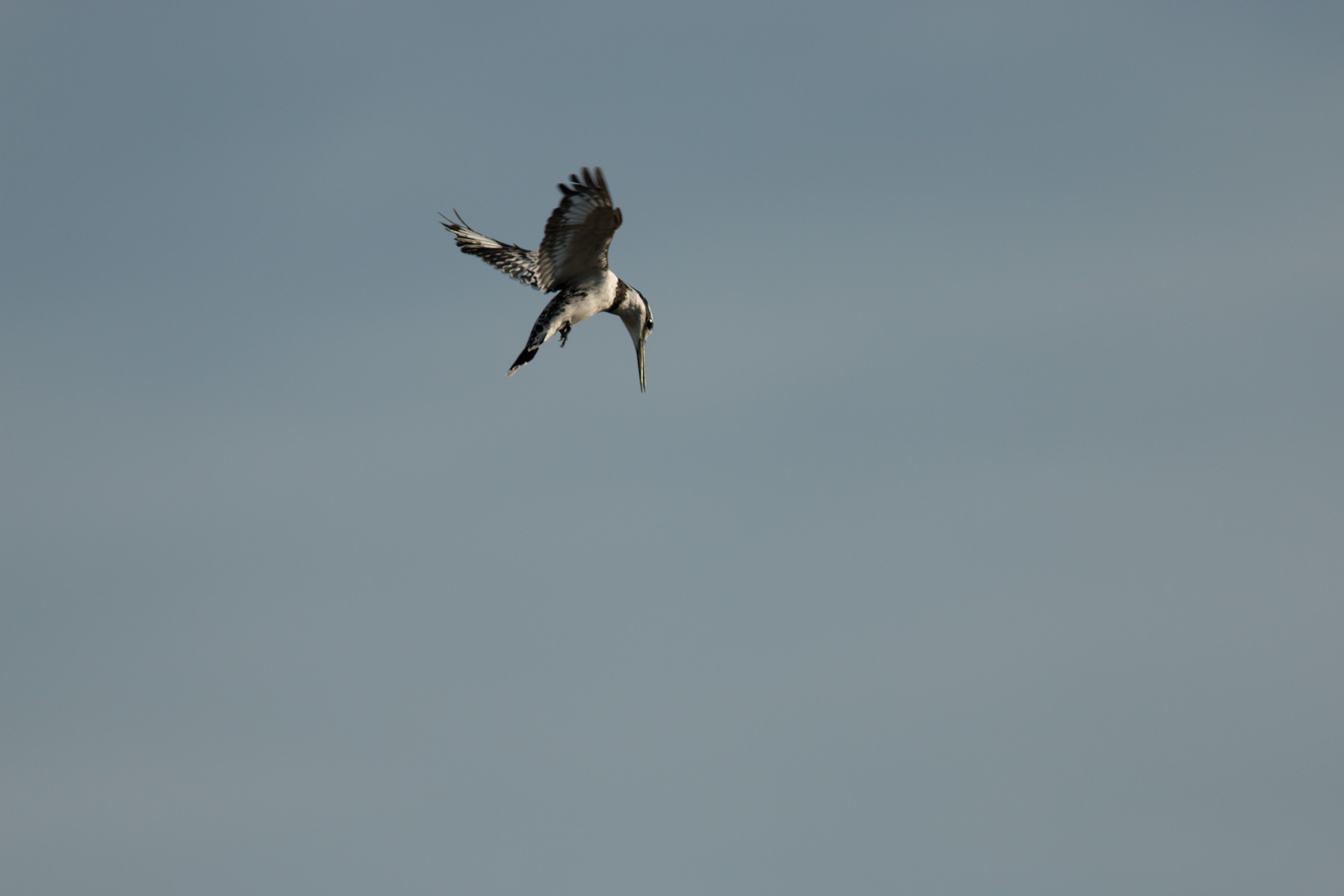 Alaca yalıçapkını