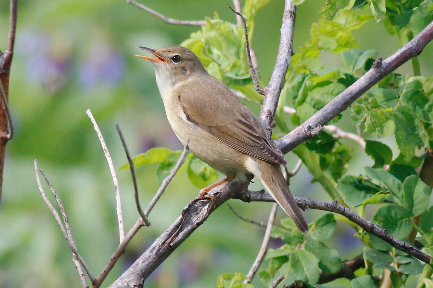 Çalı kamışçını
