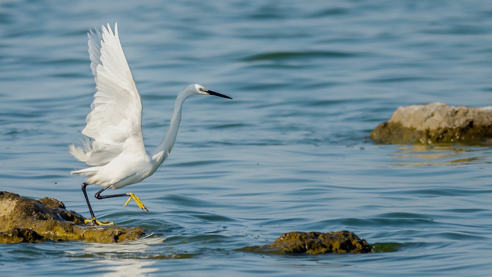Küçük ak balıkçıl