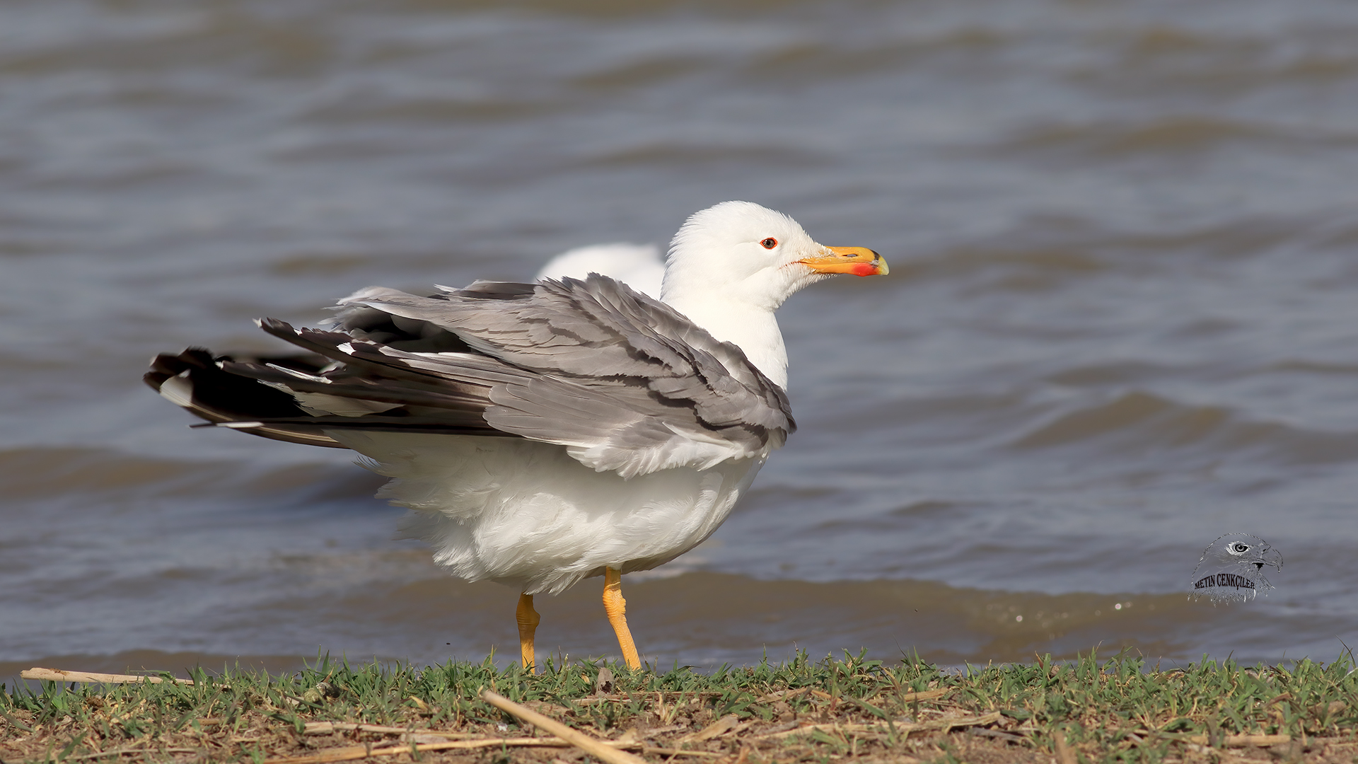 Van gölü martısı