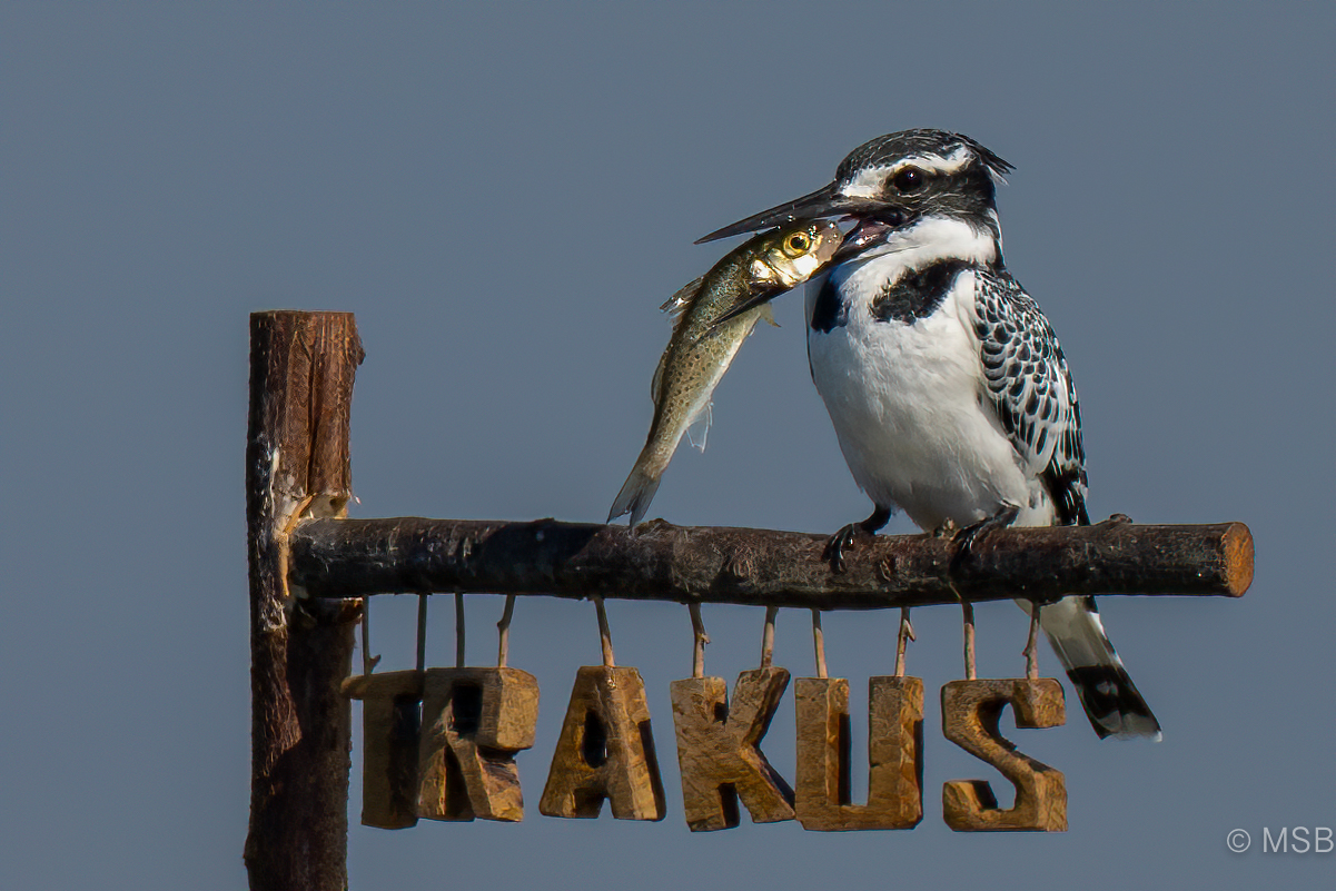 Alaca yalıçapkını