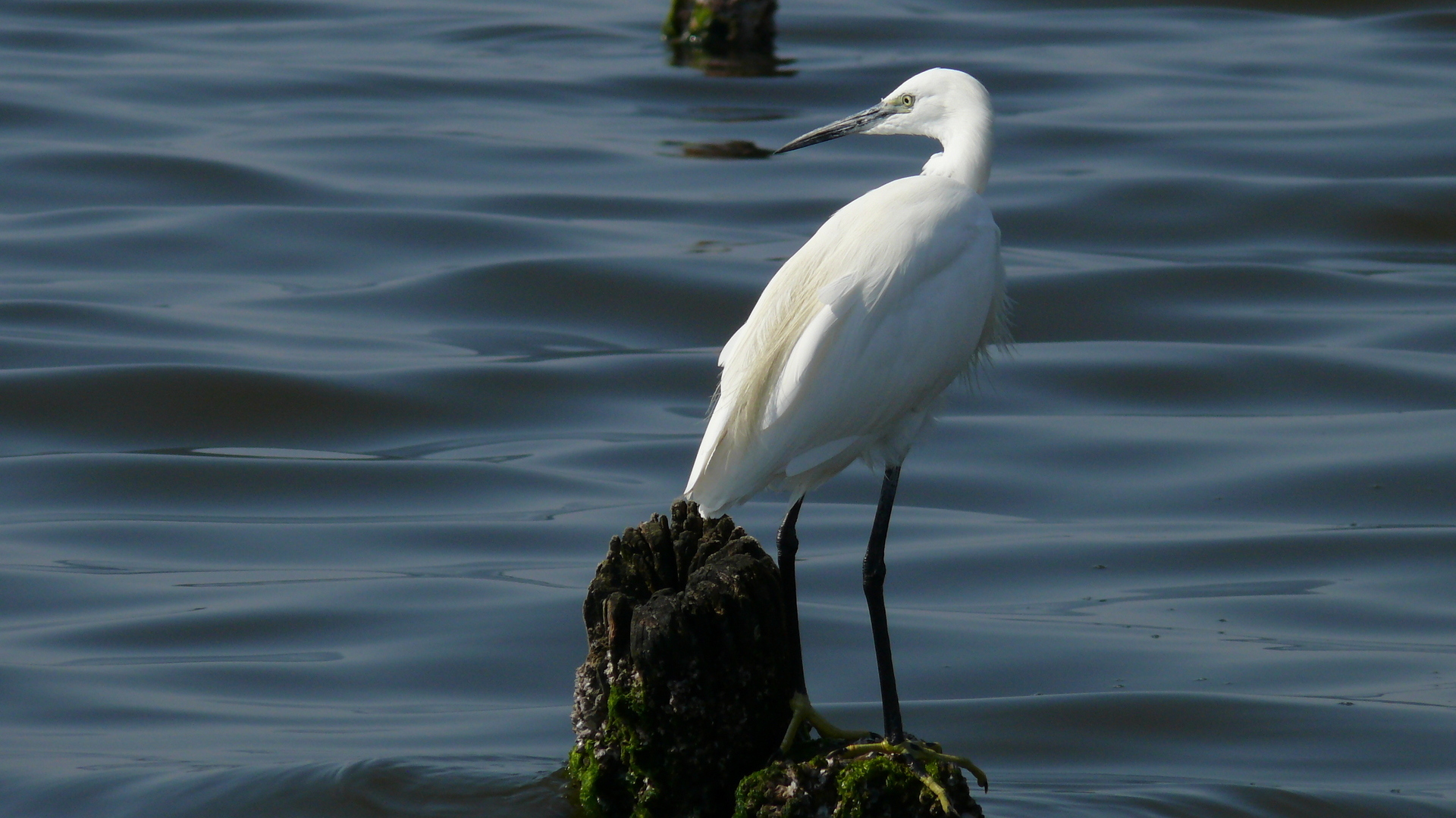 Küçük ak balıkçıl