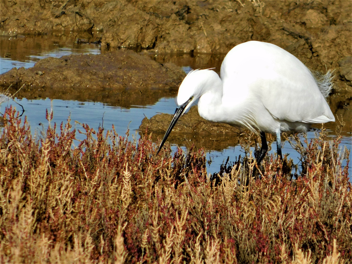 Küçük ak balıkçıl