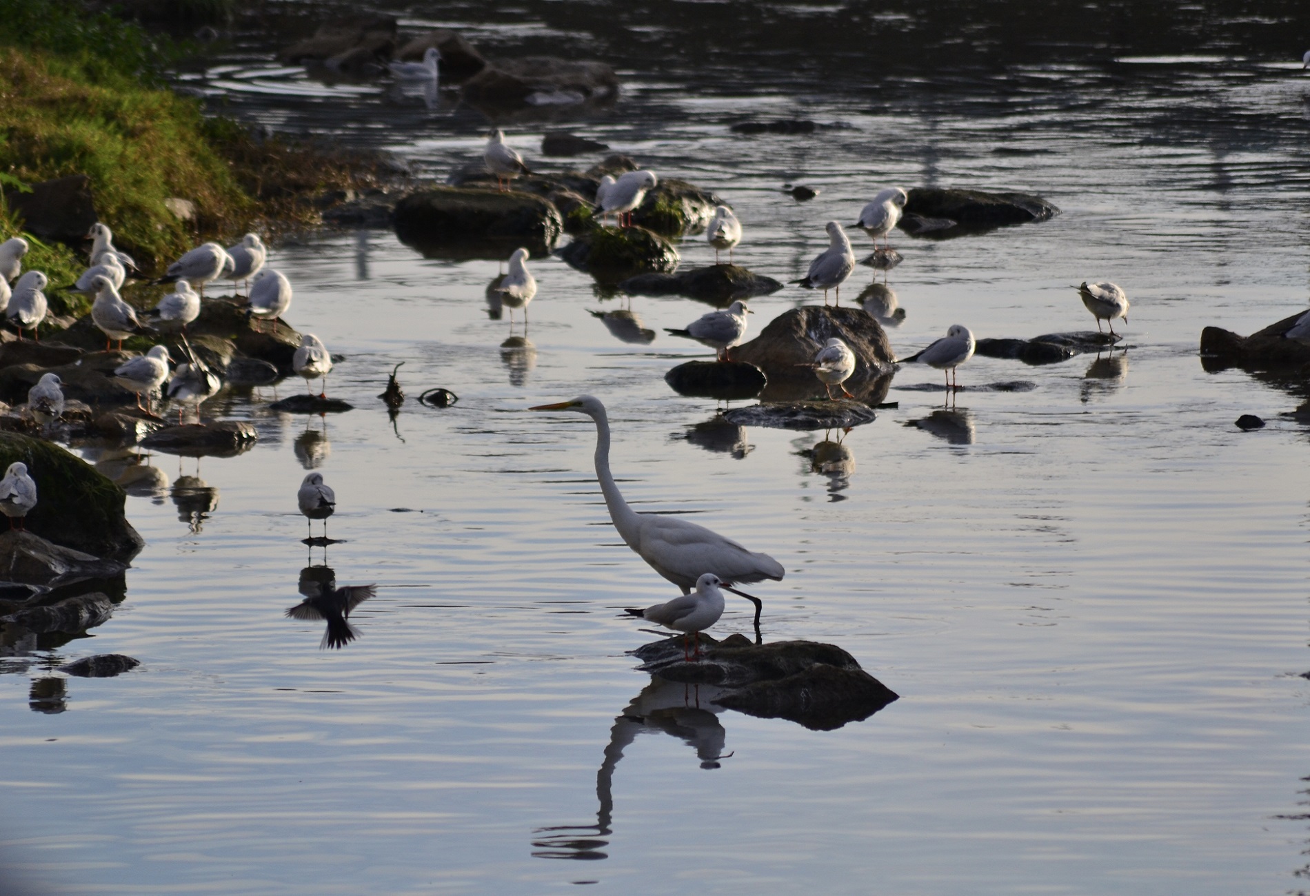 Büyük ak balıkçıl