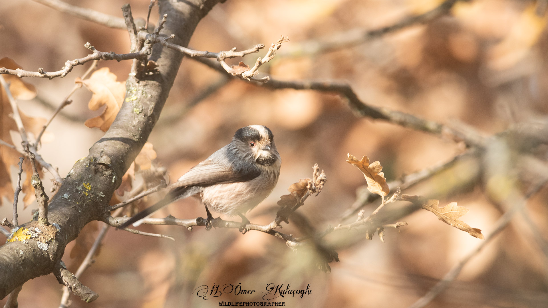 Uzunkuyruklu baştankara