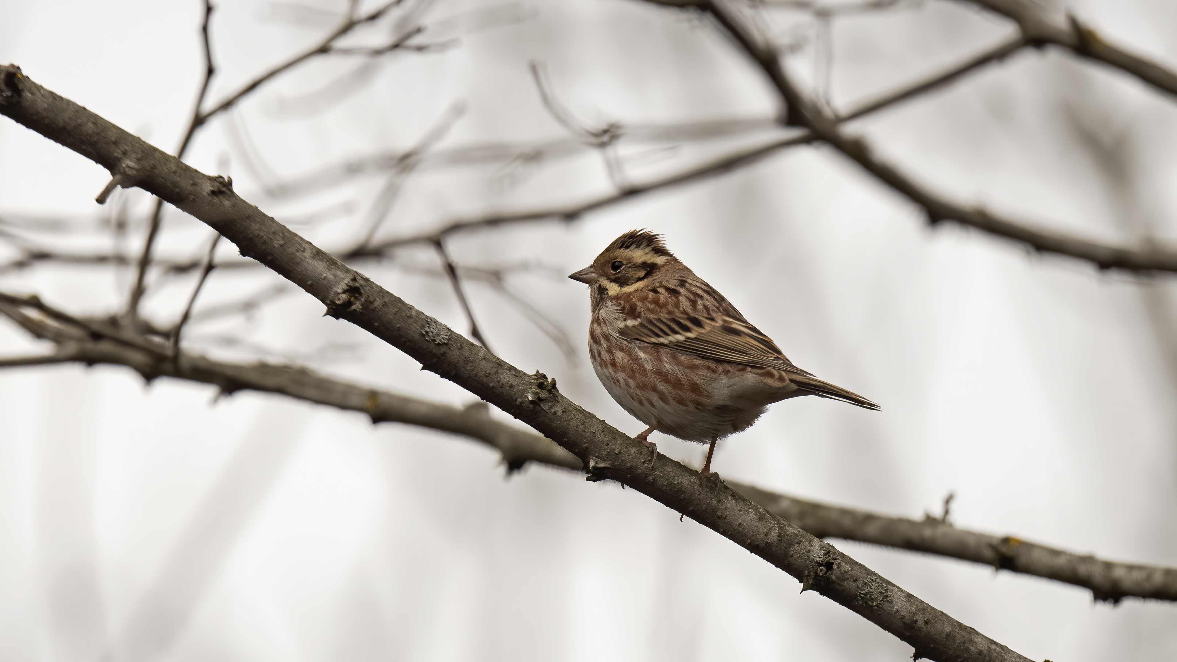 Akkaşlı kirazkuşu