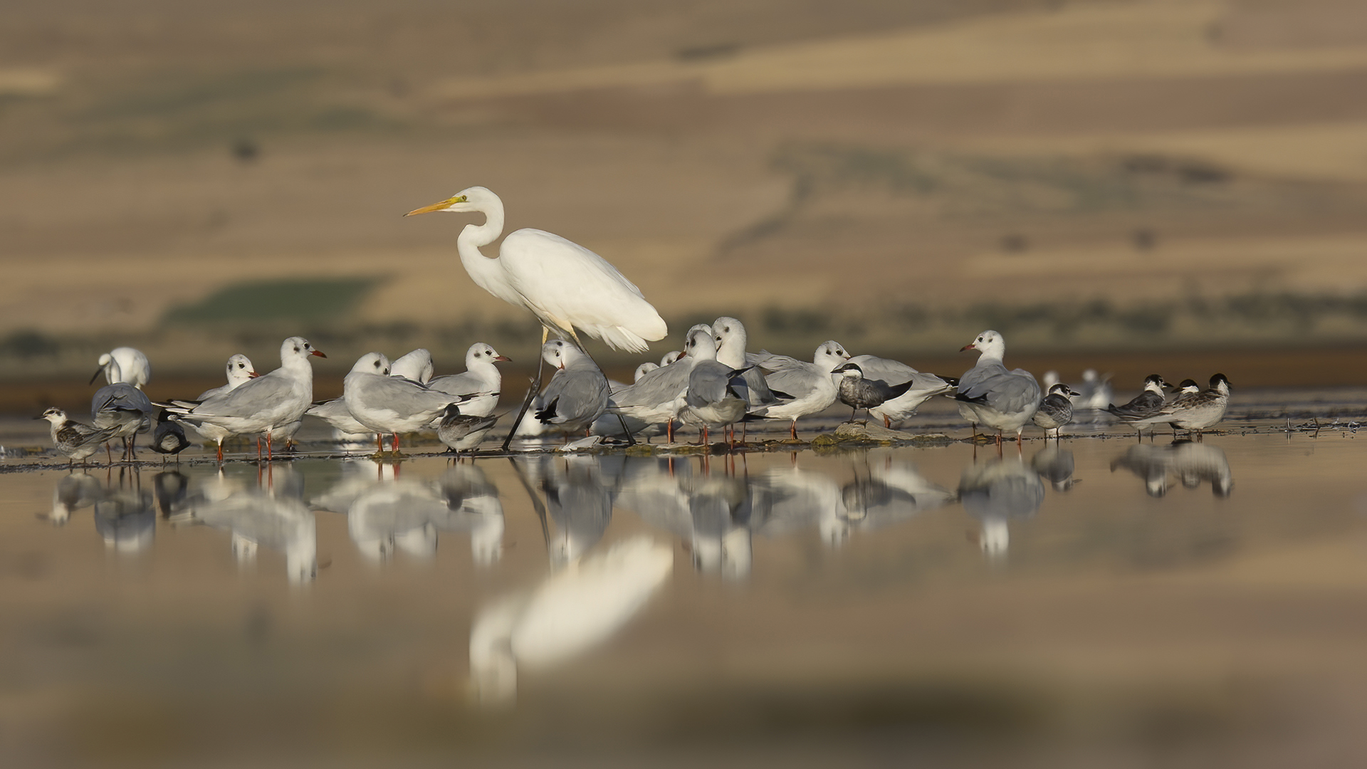 Büyük ak balıkçıl