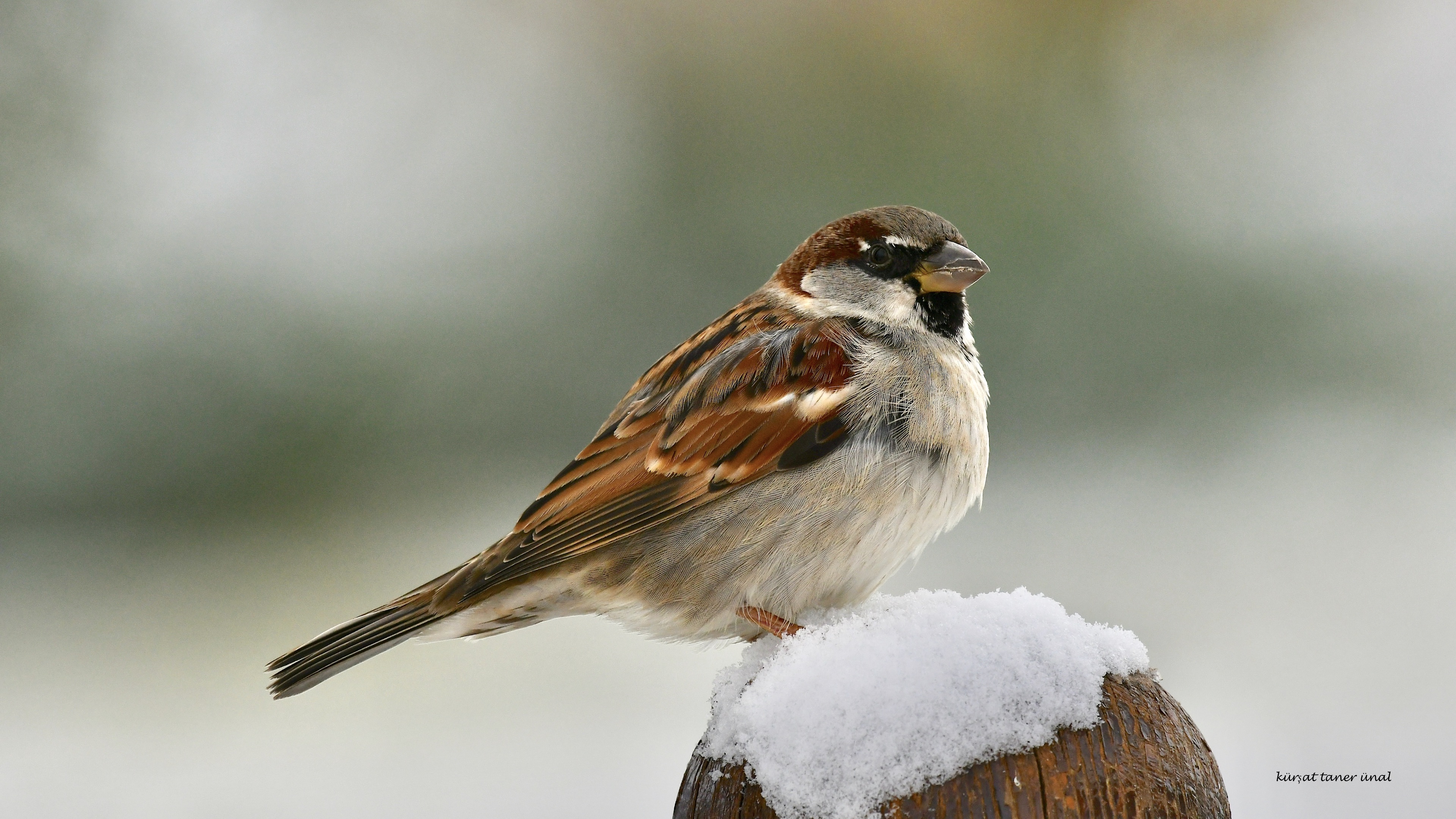 Serçe » House Sparrow » Passer domesticus