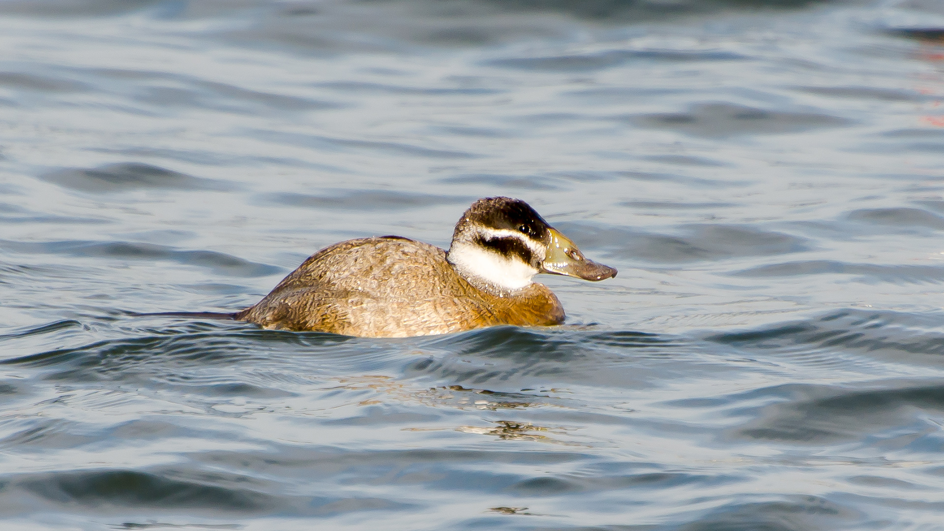 Dikkuyruk » White-headed Duck » Oxyura leucocephala