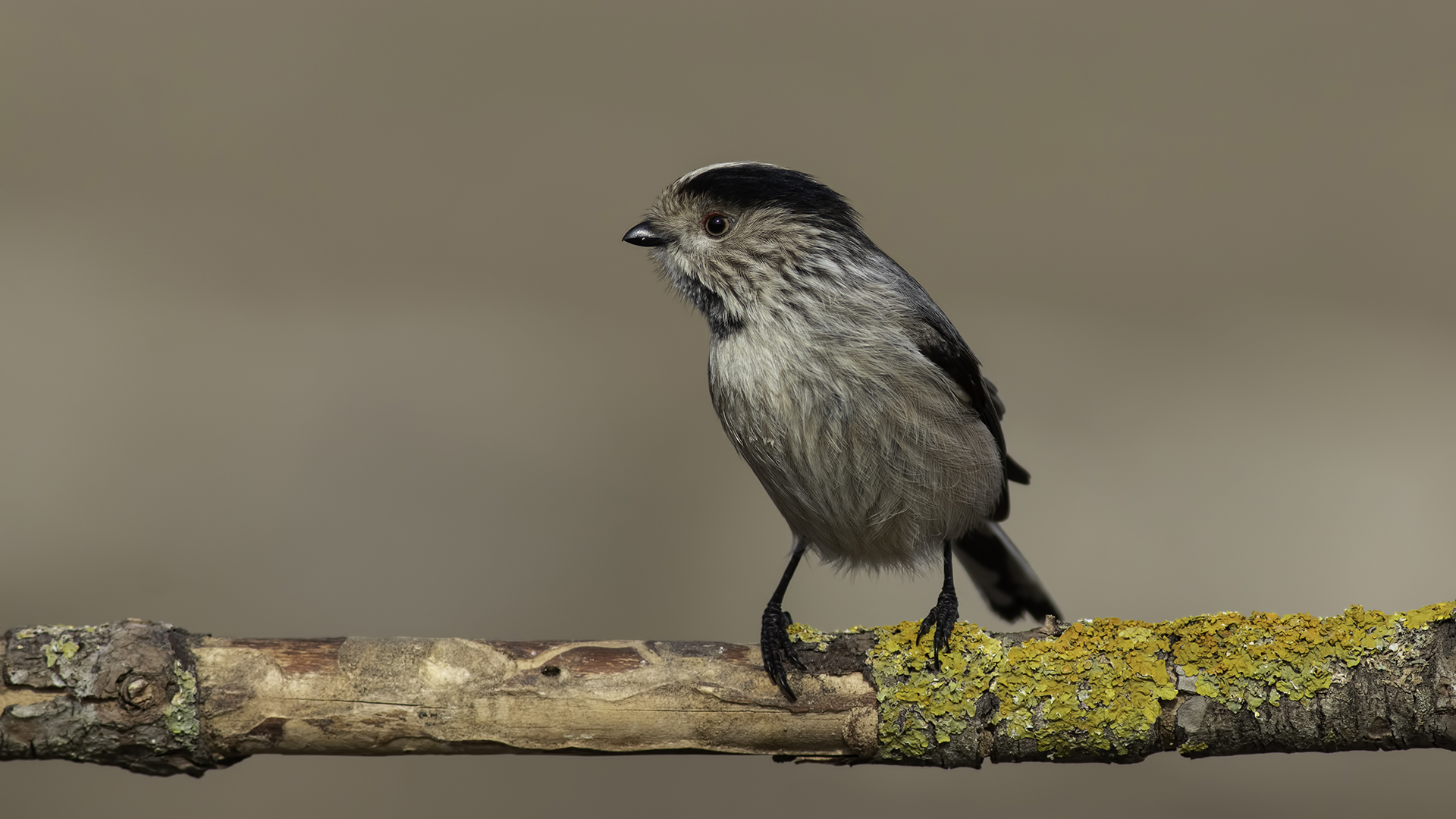 Uzunkuyruklu baştankara