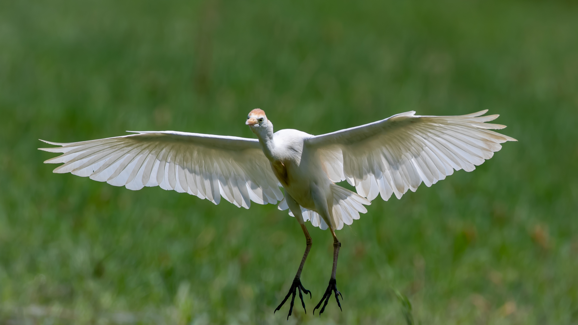 Sığır balıkçılı