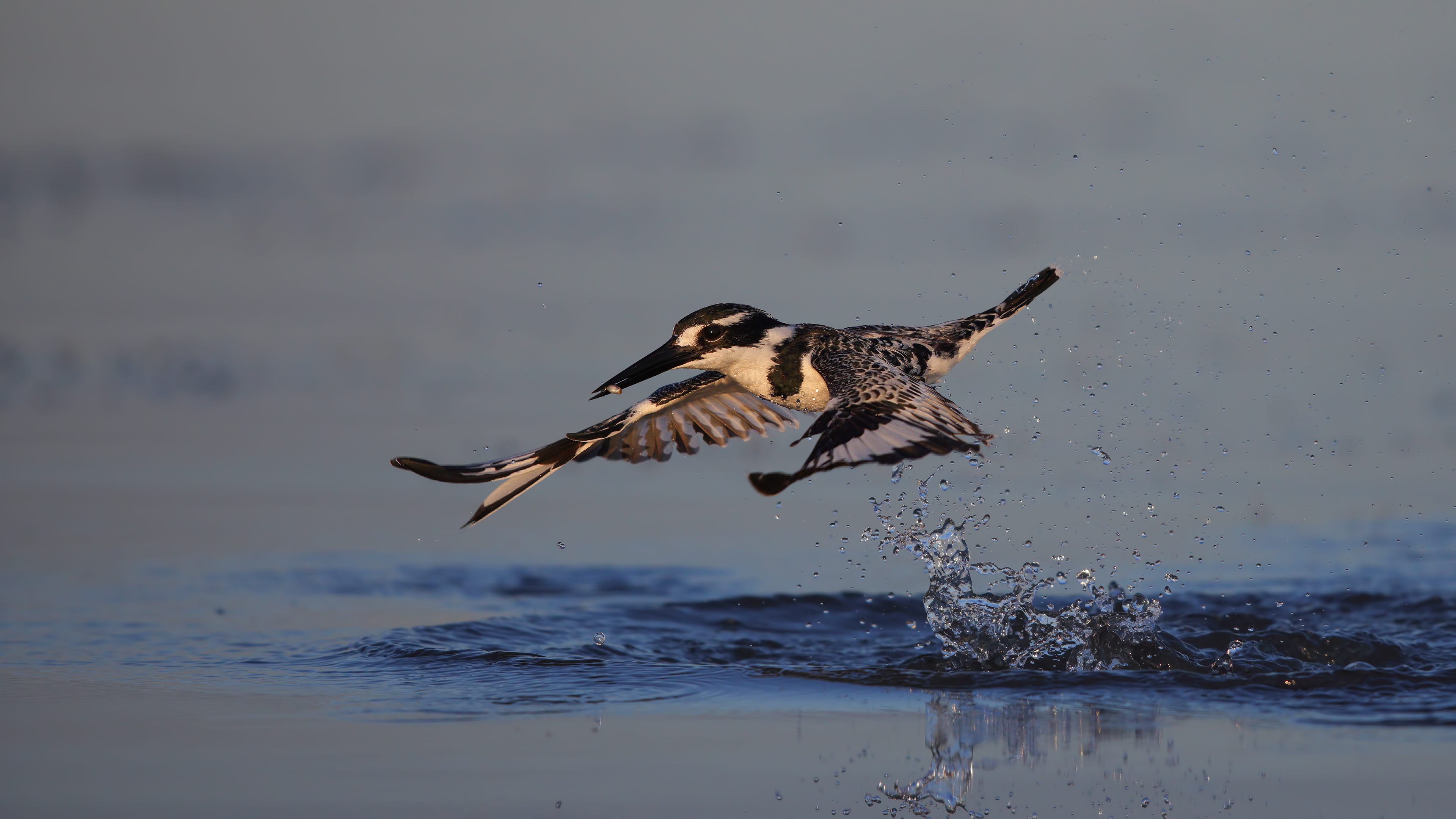 Alaca yalıçapkını
