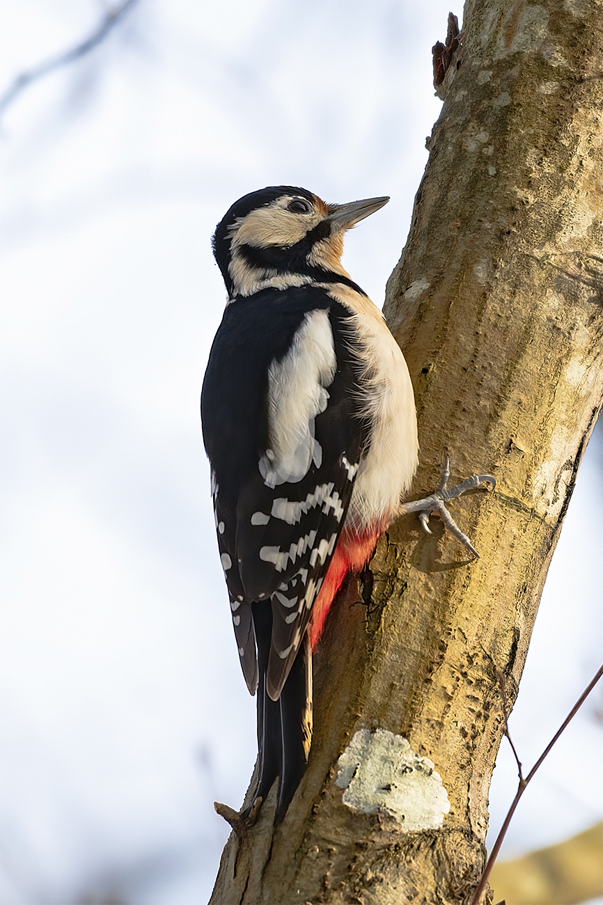 Orman alaca ağaçkakanı