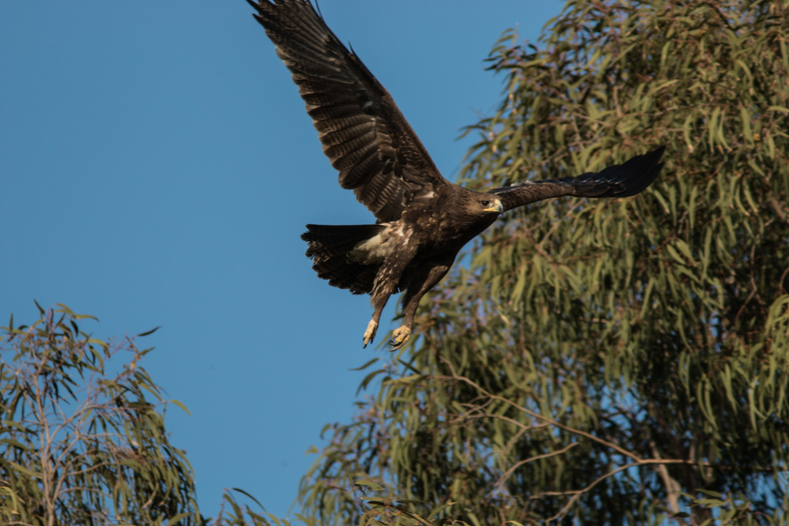 Büyük orman kartalı