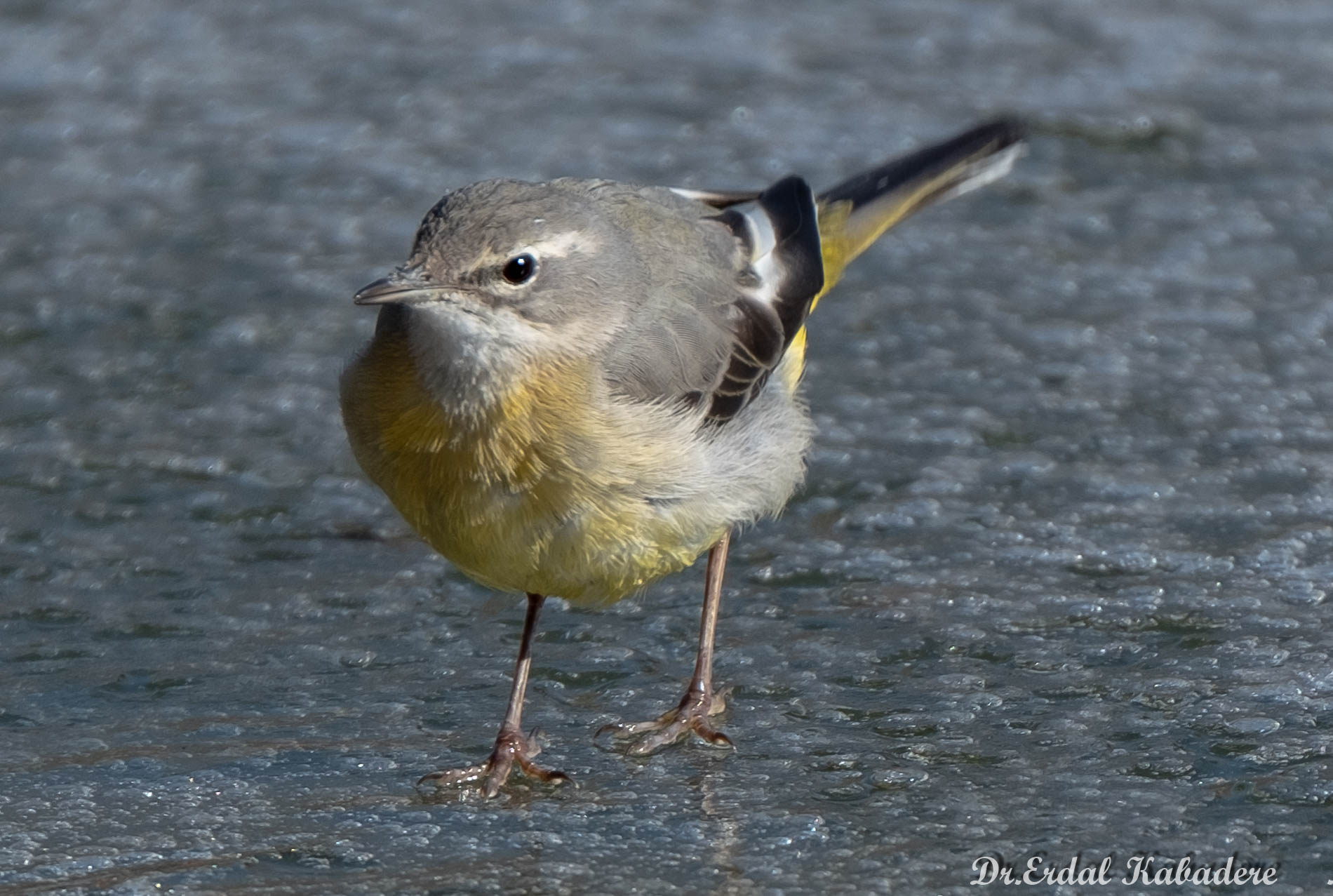 Dağ kuyruksallayanı