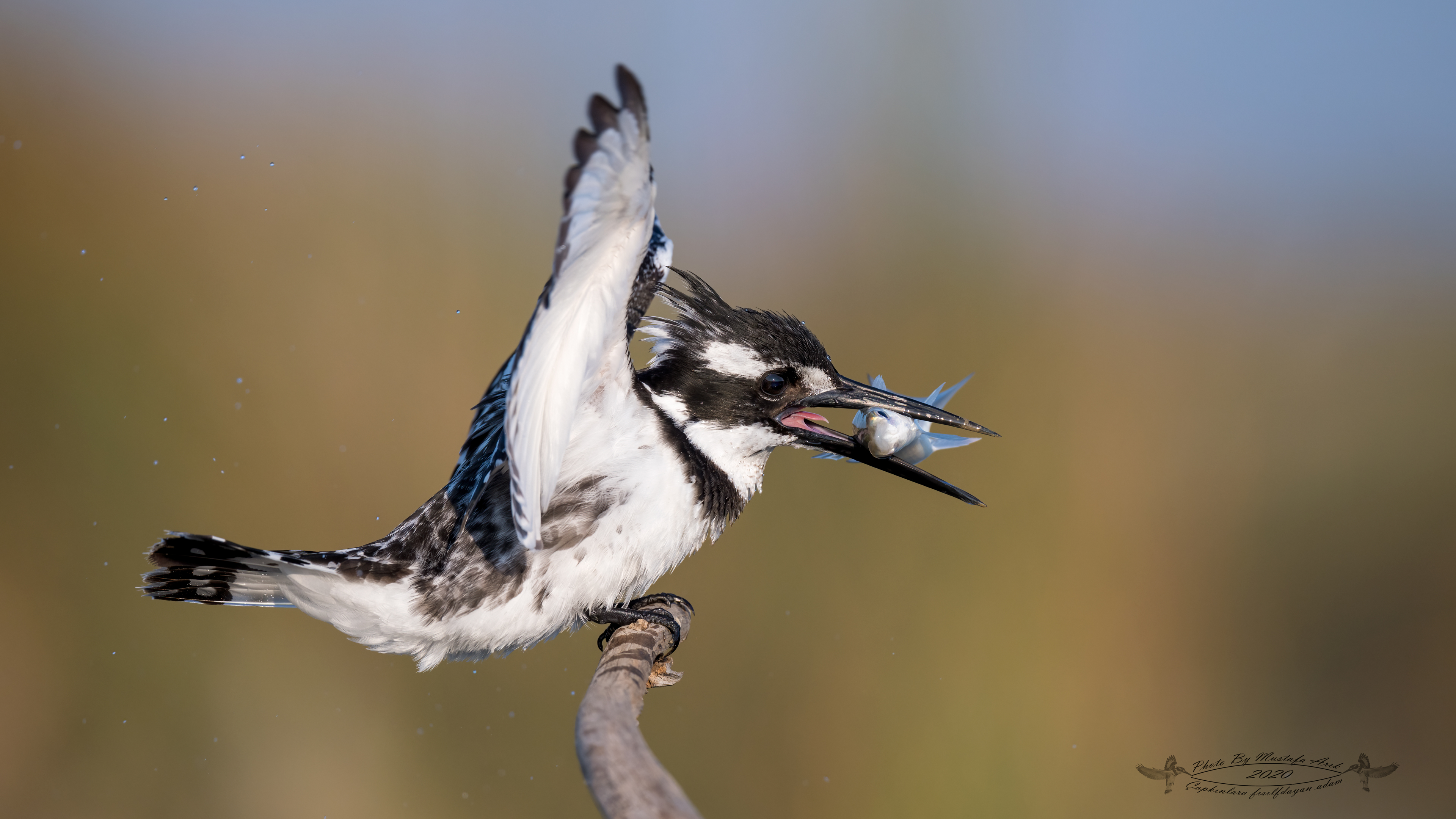 Alaca yalıçapkını