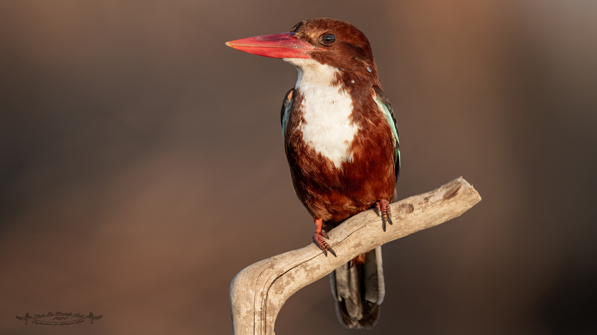 İzmir yalıçapkını