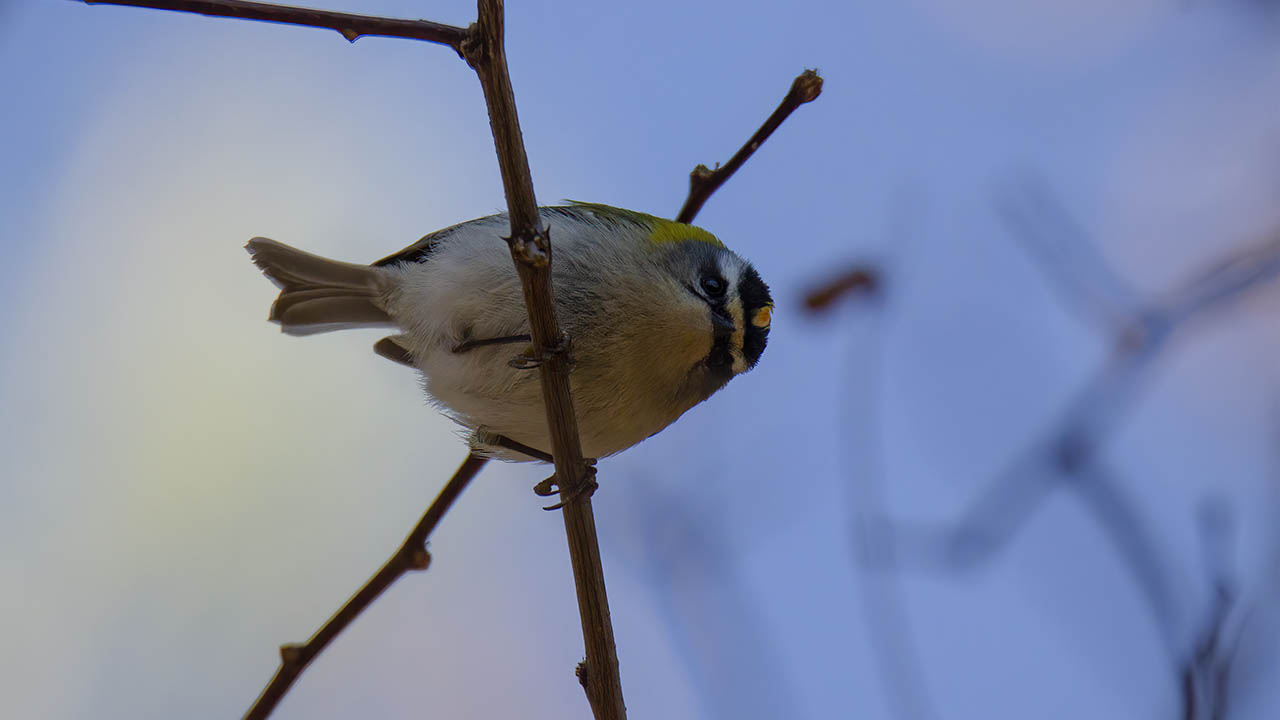 Sürmeli çalıkuşu
