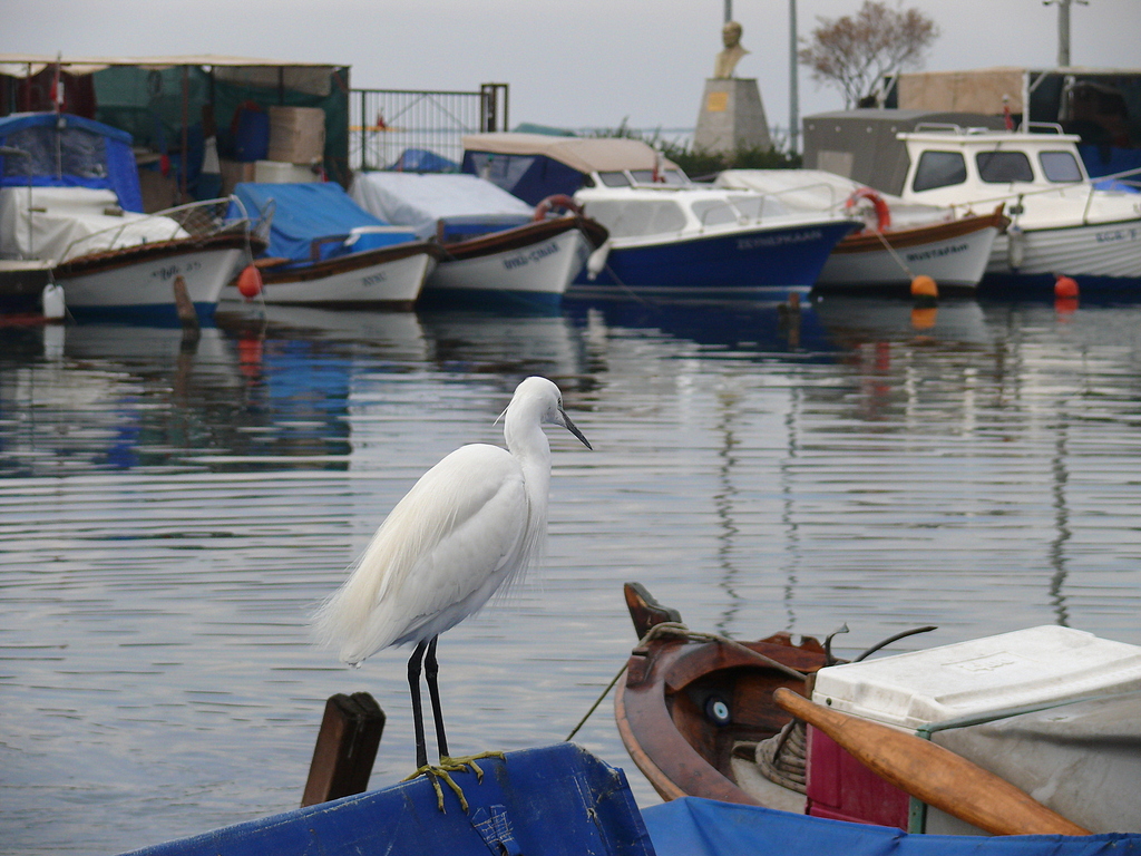 Küçük ak balıkçıl