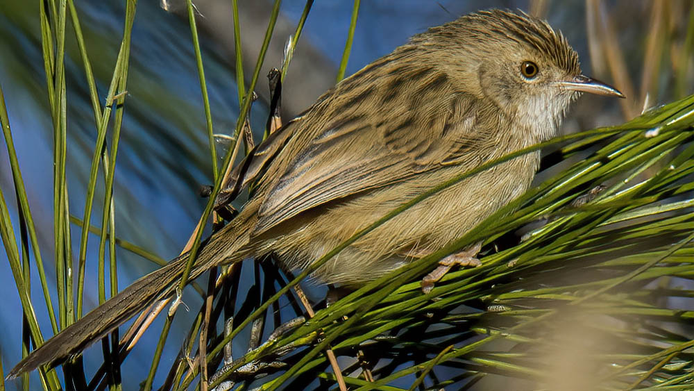 Dikkuyruklu ötleğen