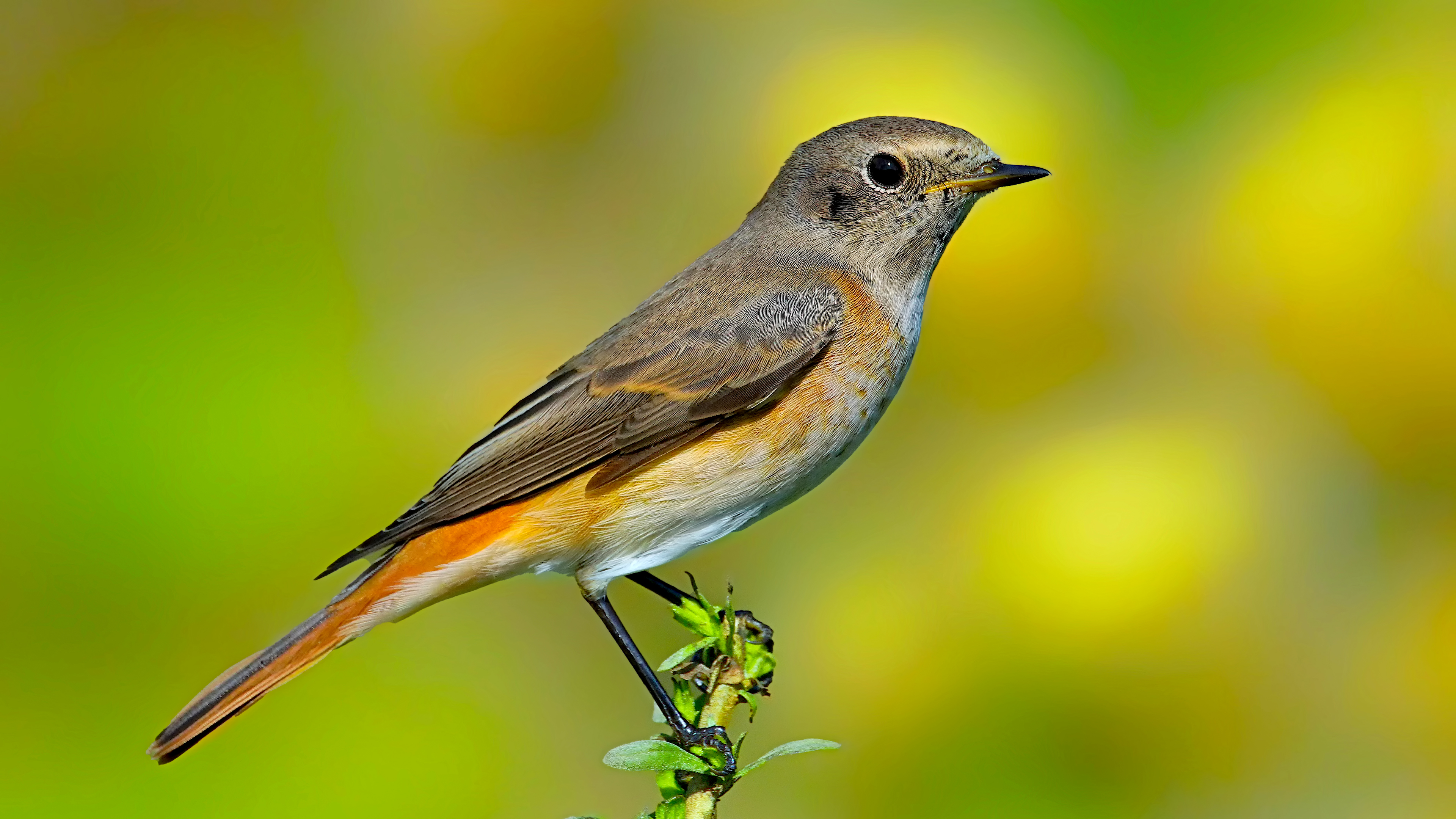 Kızılkuyruk » Common Redstart » Phoenicurus phoenicurus
