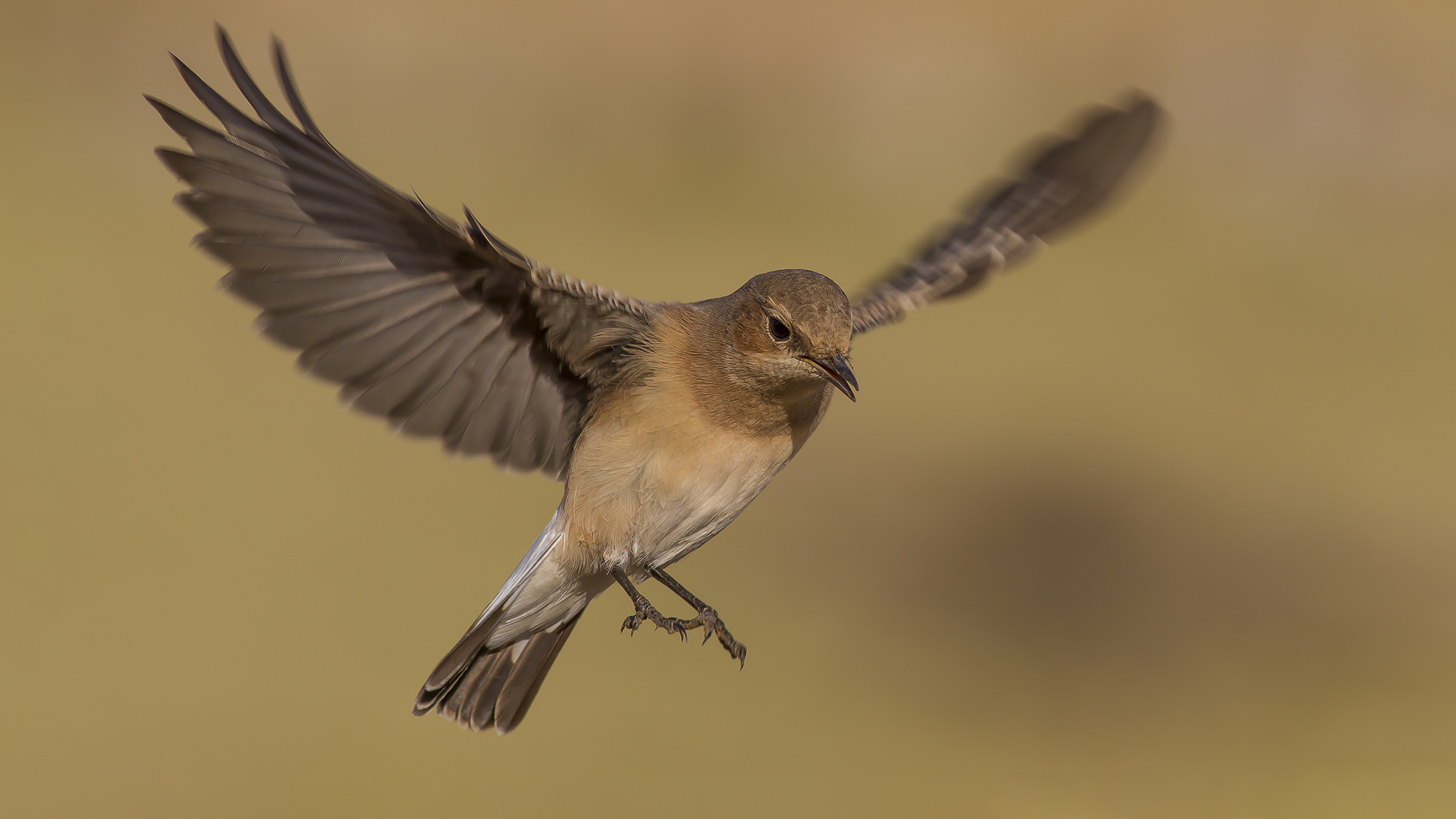 Karakulaklı kuyrukkakan