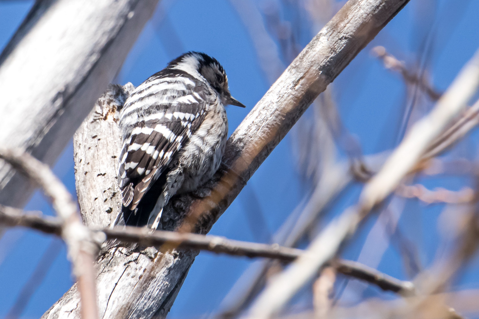 Küçük ağaçkakan