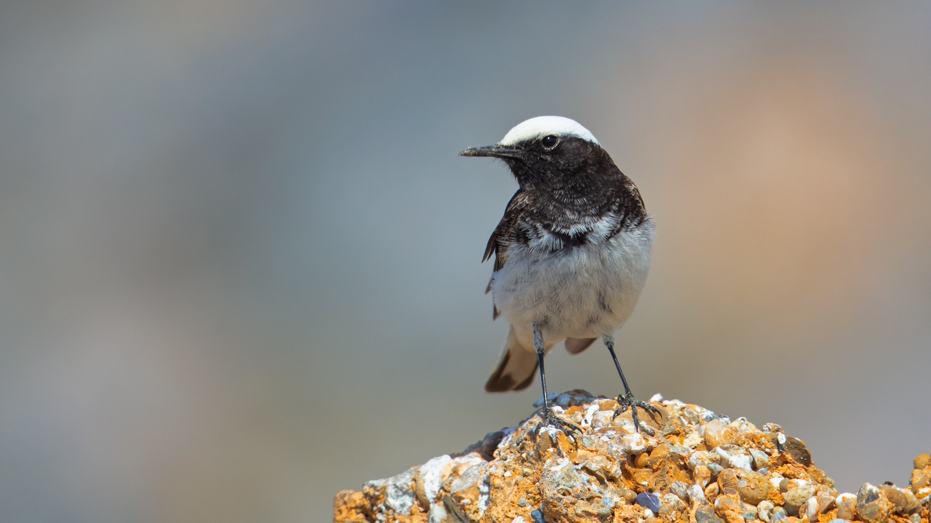 Keşiş kuyrukkakanı
