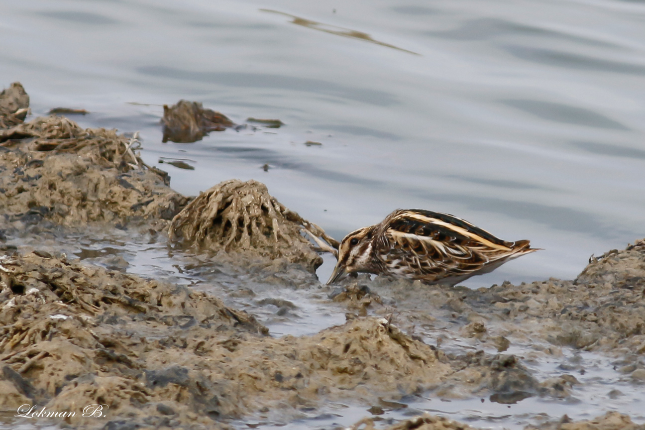 Küçük suçulluğu