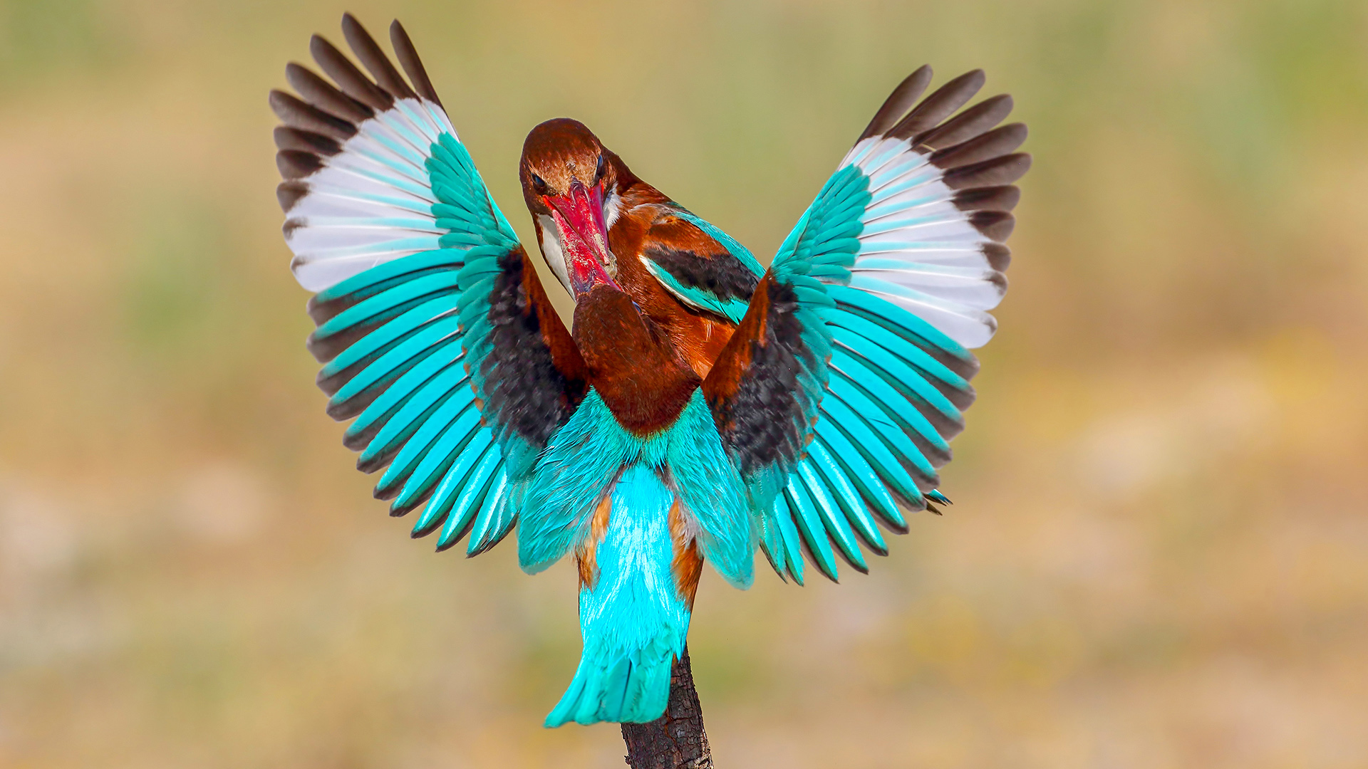 İzmir yalıçapkını