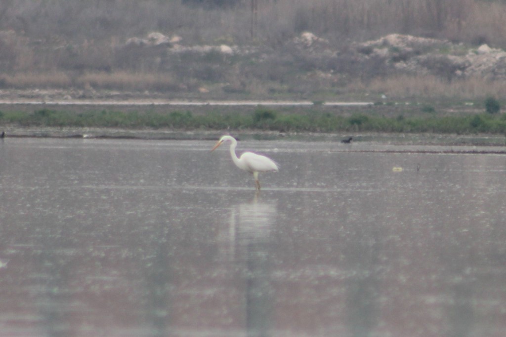 Büyük ak balıkçıl