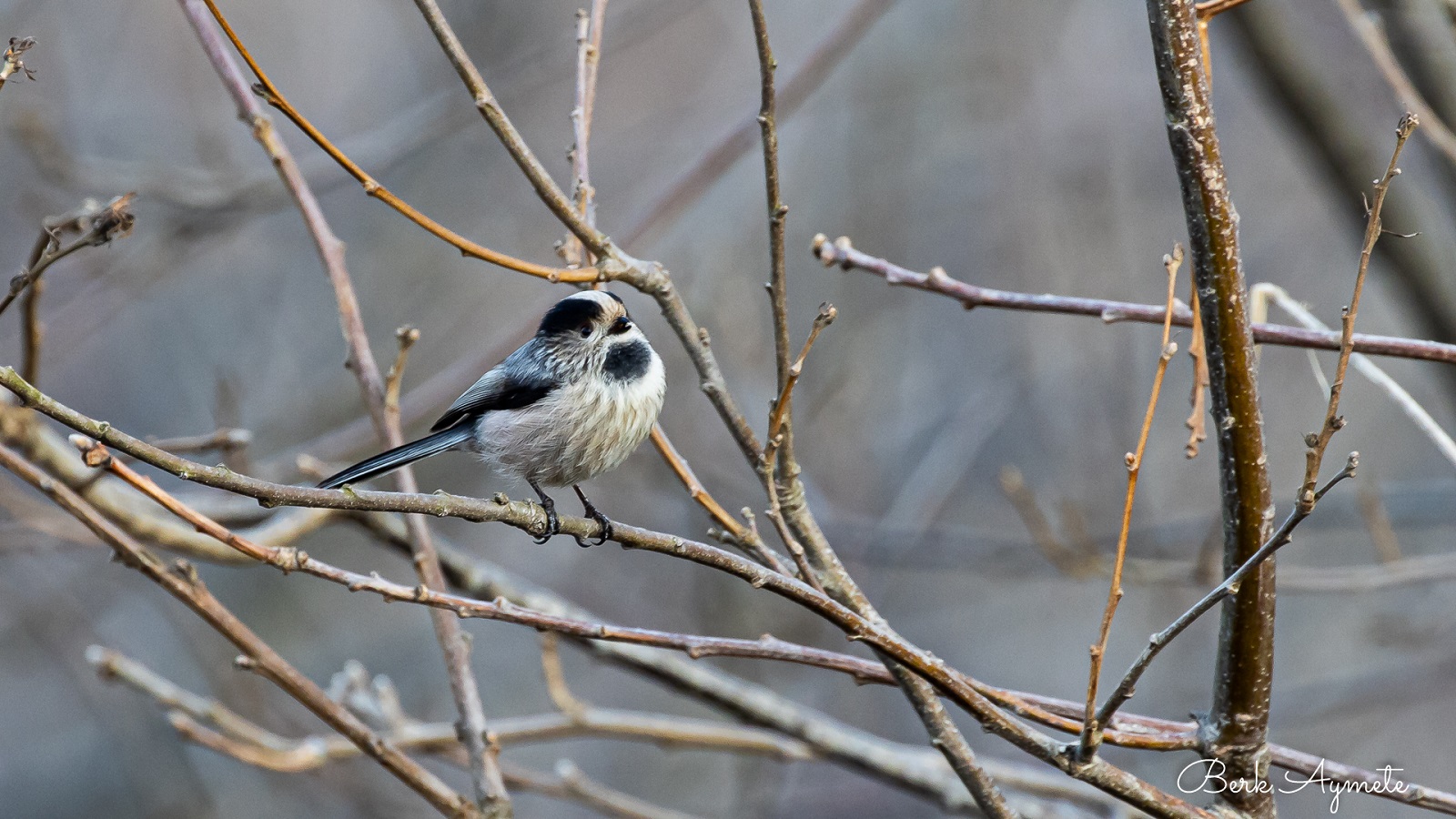 Uzunkuyruklu baştankara