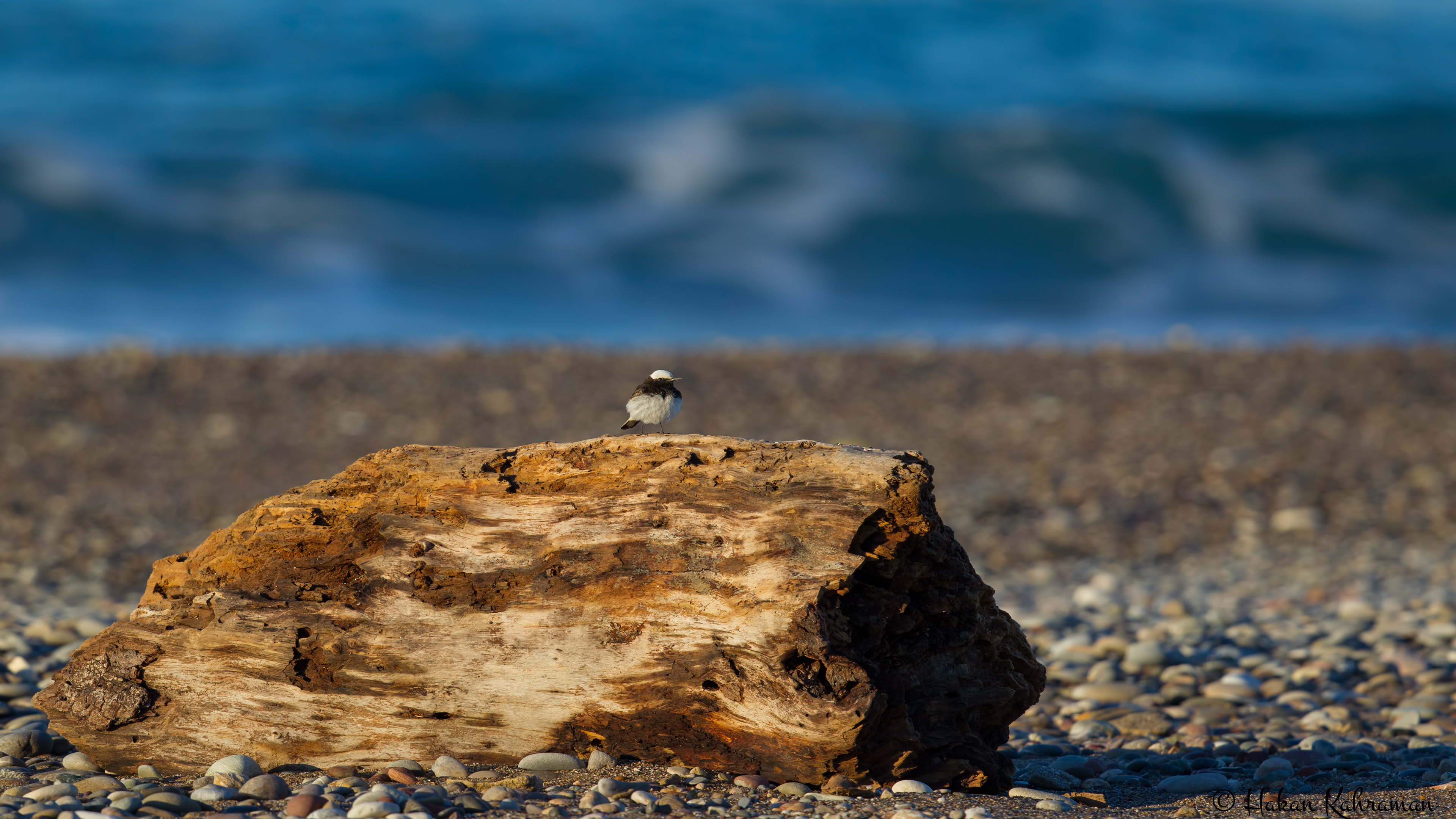 Keşiş kuyrukkakanı