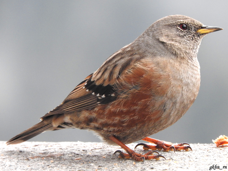 Büyük dağbülbülü